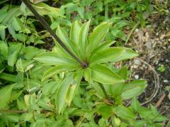 Lilium martagon-1