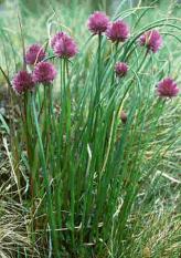 Allium schoenoprasum-3