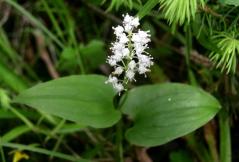 Maianthemum bifolium-1