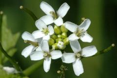 Alliaria petiolata-3