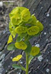 Euphorbia amygdaloides2